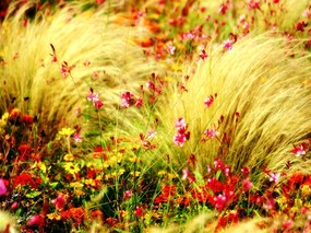  秋色印象 自然的明亮色彩壁纸 印象主义-LOMO风格花草随拍 花卉壁纸