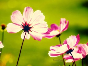  粉红秋樱 柔和诗意风格摄影 印象主义-LOMO风格花草随拍 花卉壁纸