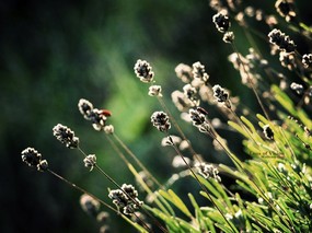  自然花草之美 印象主义花草摄影 印象主义-LOMO风格花草随拍 花卉壁纸