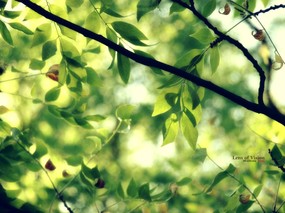  夏日树林 印象主义花草摄影 印象主义-LOMO风格花草随拍 花卉壁纸
