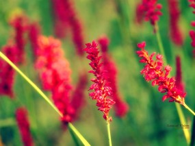  生活的一点红 印象主义花草摄影 印象主义-LOMO风格花草随拍 花卉壁纸