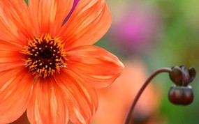  橙色大丽花图片 单瓣的大丽菊图片 雍容华贵的大丽菊 花卉壁纸