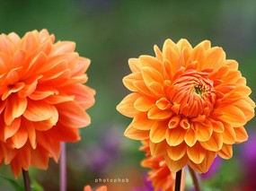  橙色大丽菊图片 重瓣的大丽菊图片 Orange Dahlia photo 雍容华贵的大丽菊 花卉壁纸