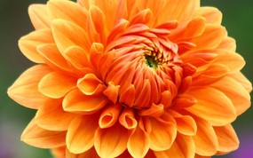  橙色大丽菊图片 重瓣的大丽菊图片 Orange Dahlia photo 雍容华贵的大丽菊 花卉壁纸