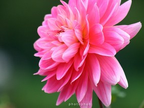  粉红色大丽菊图片 重瓣的大丽菊图片 Pink Dahlia flower photo 雍容华贵的大丽菊 花卉壁纸