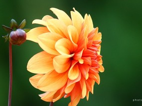  橙色大丽花图片 重瓣的大丽花图片 Orange Dahlia photo 雍容华贵的大丽菊 花卉壁纸