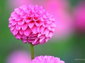  粉红色大丽花图片 大丽菊大理花 天竺牡丹 东洋菊 雍容华贵的大丽菊 花卉壁纸