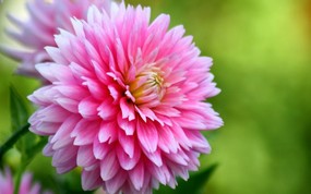  粉红色大丽菊图片 重瓣的大丽菊图片 Pink Dahlia flower photo 雍容华贵的大丽菊 花卉壁纸