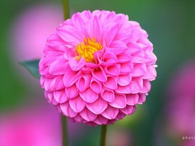  粉红色大丽花图片 重瓣的大丽花图片 Pink Dahlia flower photo 雍容华贵的大丽菊 花卉壁纸