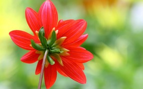  红色大丽花图片 单瓣的大丽菊图片 雍容华贵的大丽菊 花卉壁纸