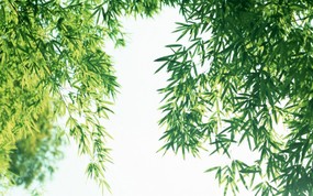 绿色竹林 1 5 植物绿叶 绿色竹林 第一辑 花卉壁纸
