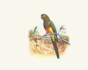 鸟类鹦鹉 1 31 动植风光 鸟类鹦鹉 第一辑 绘画壁纸