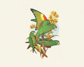 鸟类鹦鹉 1 30 动植风光 鸟类鹦鹉 第一辑 绘画壁纸