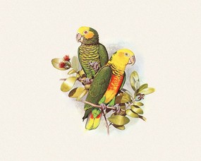 鸟类鹦鹉 1 28 动植风光 鸟类鹦鹉 第一辑 绘画壁纸