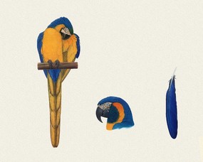 鸟类鹦鹉 1 15 动植风光 鸟类鹦鹉 第一辑 绘画壁纸