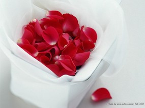  情人节玫瑰花礼物 Valentine s Day Red Rosses Flowers 情人节壁纸-爱意浓浓 节日壁纸