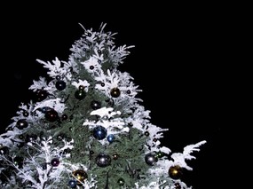 闪烁美丽的圣诞树夜景壁纸 节日壁纸