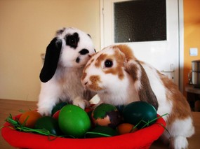  1600 1200 复活节可爱兔子图片 Easter bunny with eggs 五彩缤纷复活节壁纸 节日壁纸