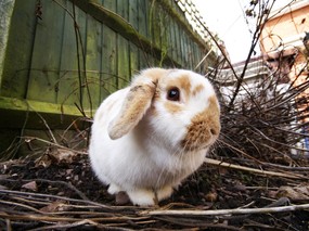  1600 1200 复活节可爱兔子图片 Easter Bunny Easter Rabbits 五彩缤纷复活节壁纸 节日壁纸