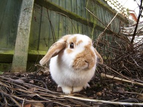 1600 1200 复活节可爱兔子图片 Easter Bunny Easter Rabbits 五彩缤纷复活节壁纸 节日壁纸