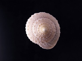 贝壳海螺 2 18 贝壳海螺 静物壁纸