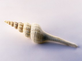 贝壳海螺 2 15 贝壳海螺 静物壁纸