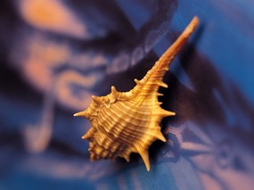 贝壳海螺 4 9 贝壳海螺 静物壁纸
