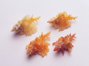 贝壳海螺 3 18 贝壳海螺 静物壁纸
