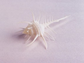 贝壳海螺 1 20 时光记忆 贝壳海螺 第一辑 静物壁纸