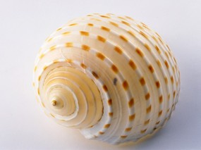 贝壳海螺 1 14 时光记忆 贝壳海螺 第一辑 静物壁纸