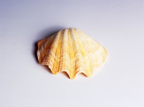 贝壳海螺 1 13 时光记忆 贝壳海螺 第一辑 静物壁纸