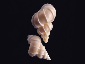 贝壳海螺 1 12 时光记忆 贝壳海螺 第一辑 静物壁纸