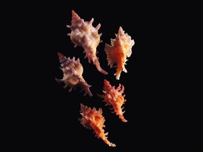 贝壳海螺 1 11 时光记忆 贝壳海螺 第一辑 静物壁纸