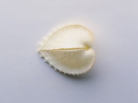 贝壳海螺 1 9 时光记忆 贝壳海螺 第一辑 静物壁纸