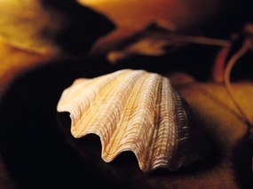 贝壳海螺 1 6 时光记忆 贝壳海螺 第一辑 静物壁纸