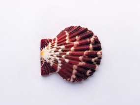 贝壳海螺 1 3 时光记忆 贝壳海螺 第一辑 静物壁纸