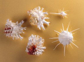贝壳海螺 1 1 时光记忆 贝壳海螺 第一辑 静物壁纸