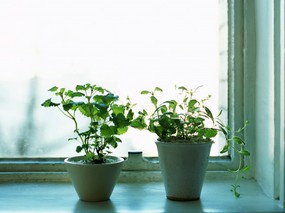 室内花饰 5 18 室内花饰 静物壁纸