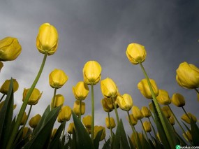 Low-Angle Tulips 精选壁纸