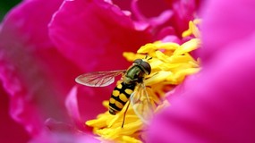 蜜蜂 微距摄影壁纸 壁纸31280x720 蜜蜂 微距摄影壁纸 精选壁纸