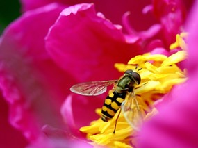 蜜蜂 微距摄影壁纸 壁纸61400x1050 蜜蜂 微距摄影壁纸 精选壁纸