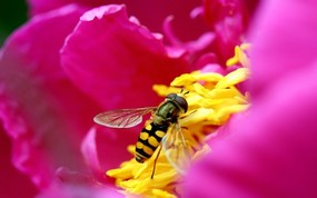 蜜蜂 微距摄影壁纸 壁纸71440x900 蜜蜂 微距摄影壁纸 精选壁纸