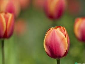郁金香 tulips 精选壁纸