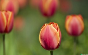 郁金香 tulips 壁纸91440x900 郁金香 tulips 精选壁纸