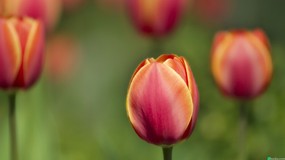 郁金香 tulips 壁纸121920x1080 郁金香 tulips 精选壁纸