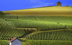 文化之旅  Panoramic View of Vineyards Champagne France 法国葡萄酒庄园图片壁纸 地理人文景观壁纸精选 第四辑 人文壁纸