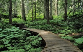 文化之旅  Forest Trail Mount Revelstoke British Columbia 加拿大BC省 雷佛史塔山国家公园图片壁纸 地理人文景观壁纸精选 第四辑 人文壁纸