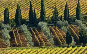 文化之旅  Olive and Cypress Trees Vineyard Near Montalcino Tuscany Italy 意大利托斯卡纳 葡萄酒庄园图片壁纸 地理人文景观壁纸精选 第四辑 人文壁纸