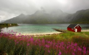 文化之旅  Wildflowers Lofoten Norway 挪威 罗弗敦图片壁纸 地理人文景观壁纸精选 第四辑 人文壁纸