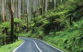 文化之旅  Road Through the Rainforest Yarra Ranges National Park Australia 澳洲雅拉山脉国家公园 穿越雨林的公路图片壁纸 地理人文景观壁纸精选 第四辑 人文壁纸